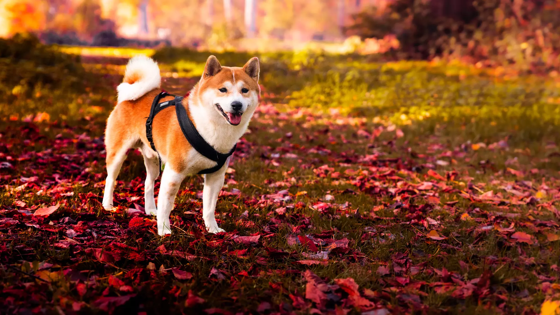 shiba-inu-hd