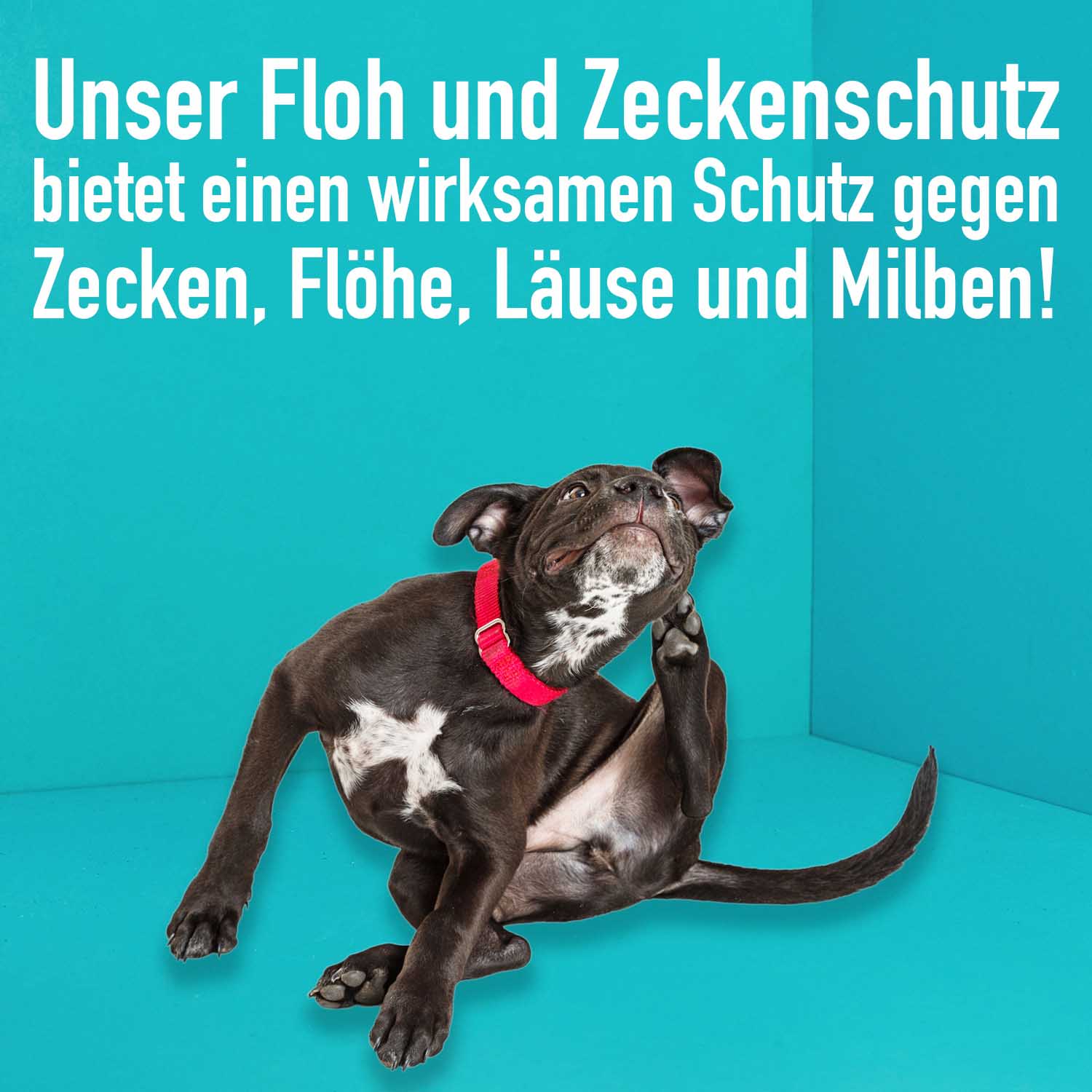 Floh- und Zeckenschutz für Hunde und Katzen