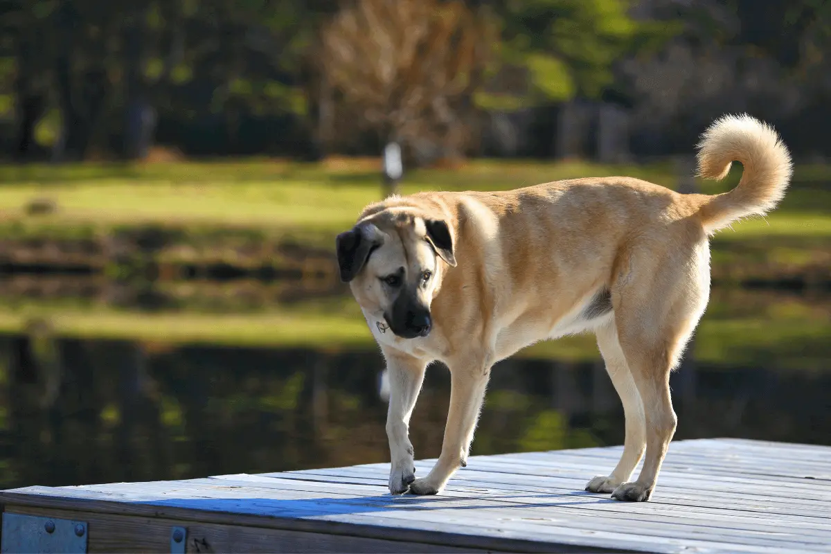 greenhero_blog_kangal